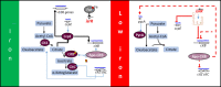 Graphical Abstract