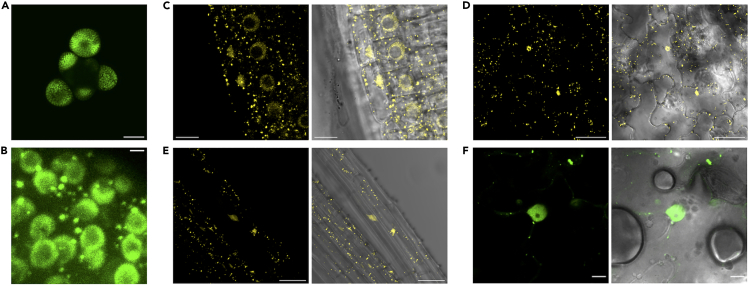 Figure 1