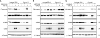 Figure 7