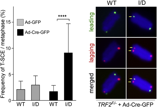 Figure 6I