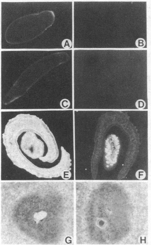 graphic file with name pnas00277-0327-a.jpg