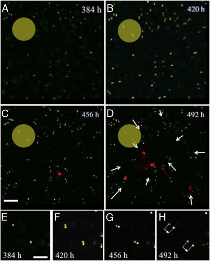 Fig. 6.