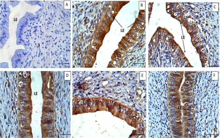 Fig. 5