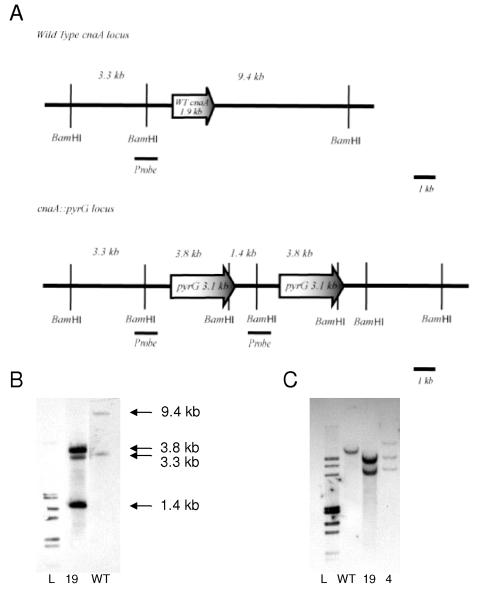 FIG. 1.