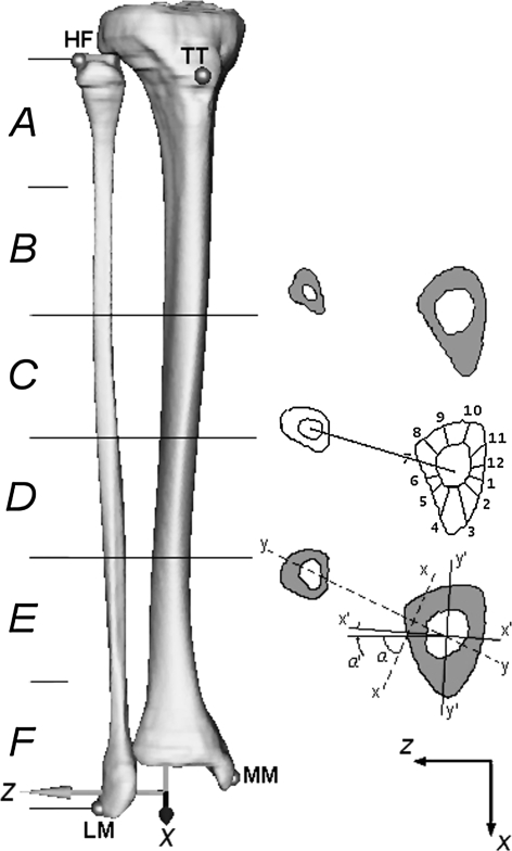 Fig. 2