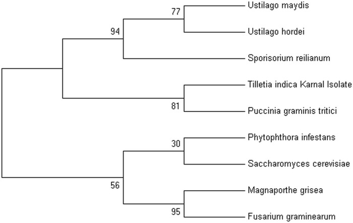 Fig 6