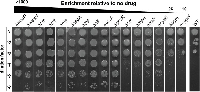 Fig 2