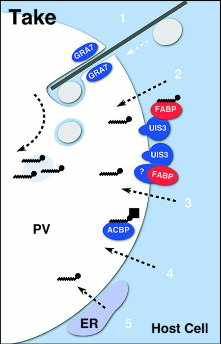 FIG. 2.