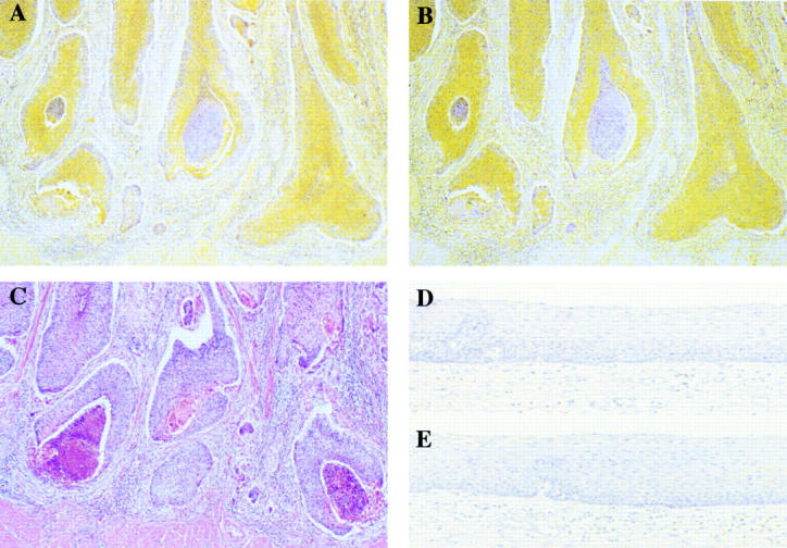 Figure 4  