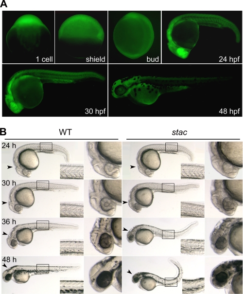 FIGURE 1.