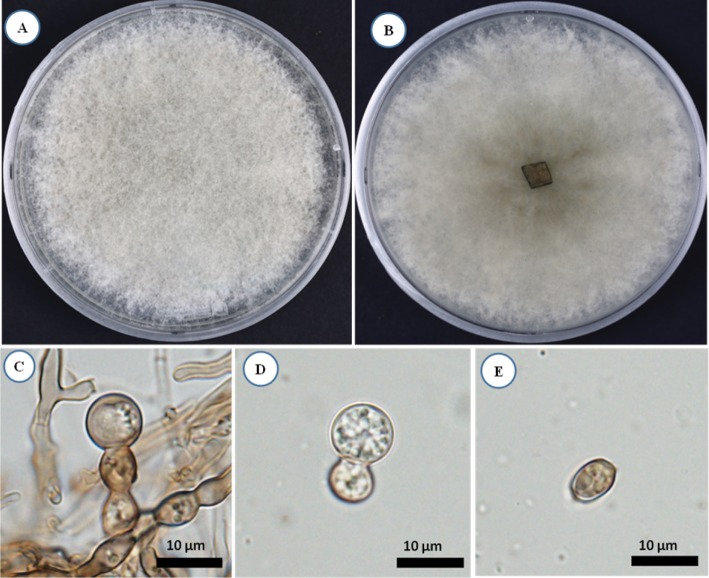 Fig. 2