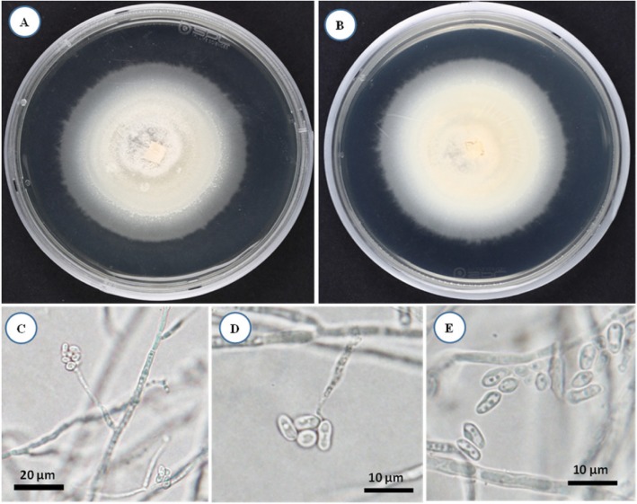 Fig. 4