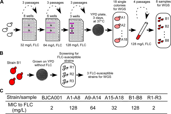 FIG 1