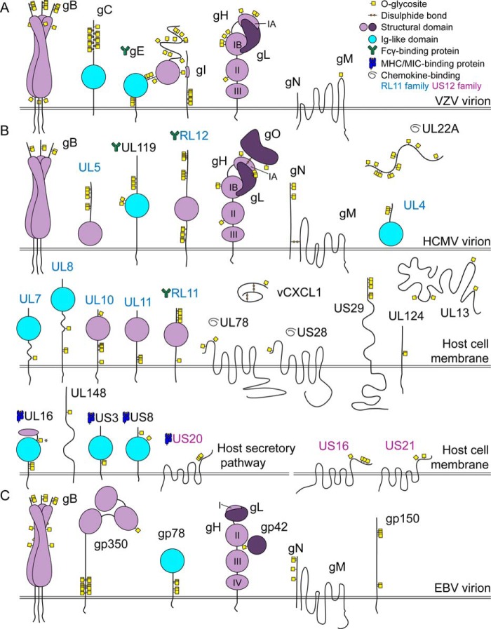 FIGURE 1.