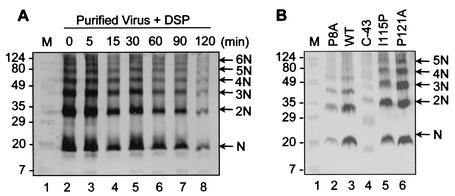 FIG. 9.