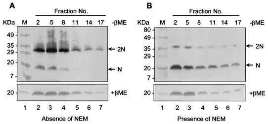 FIG. 4.