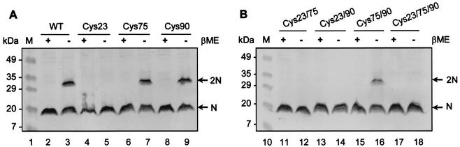 FIG. 5.