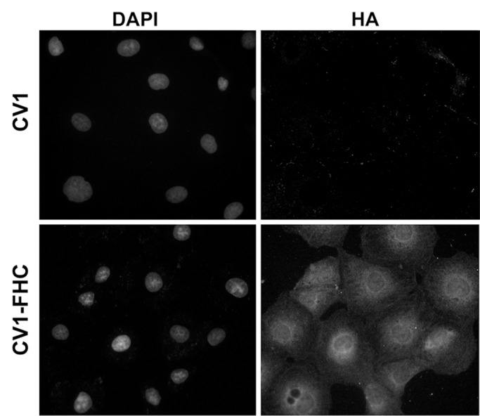 Figure 2a: