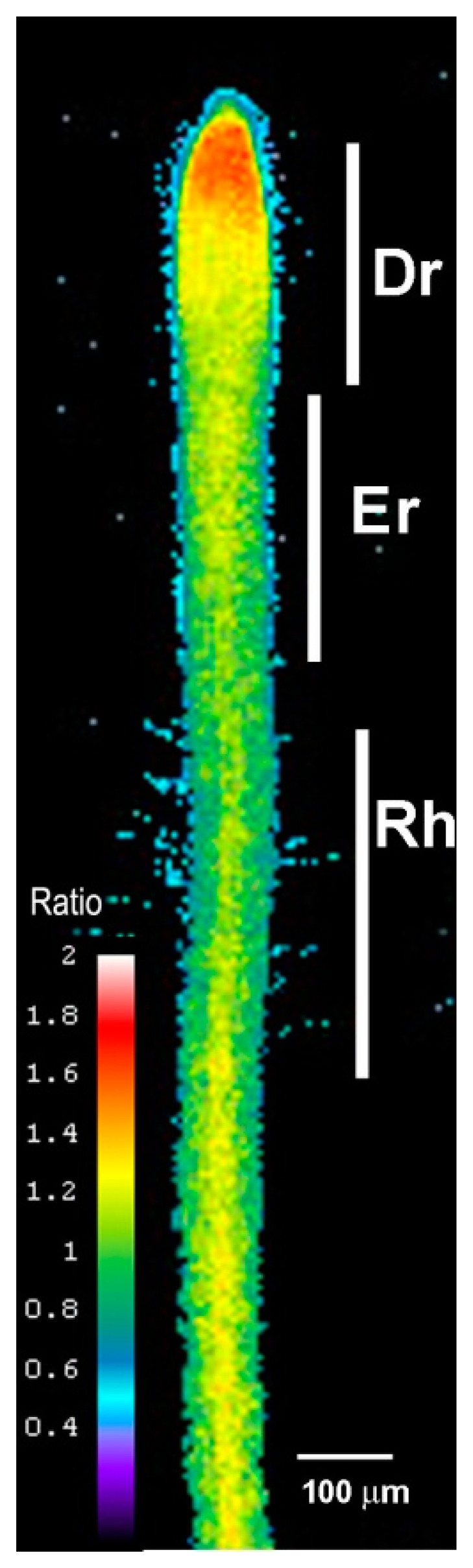 Figure 1.