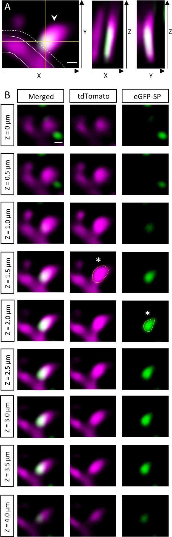 Figure 2—figure supplement 2.