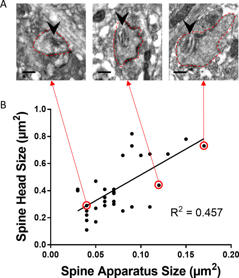 Figure 2—figure supplement 3.