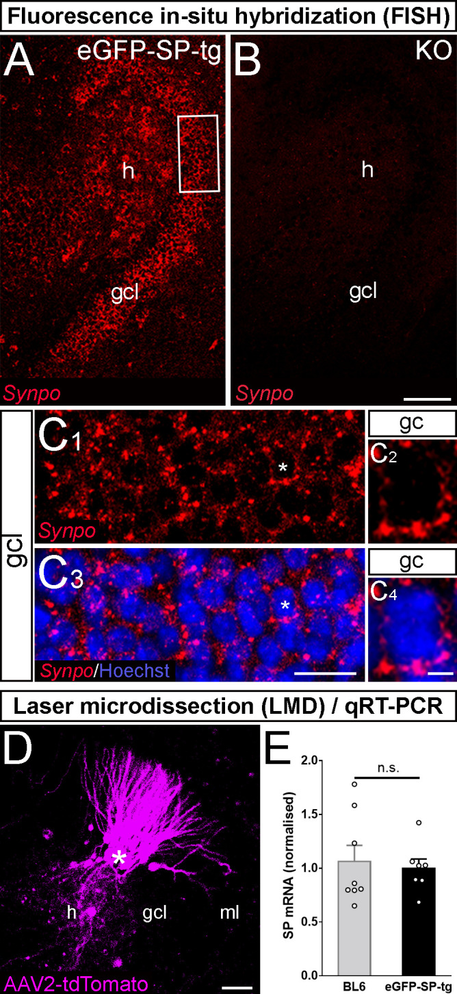 Figure 2—figure supplement 1.