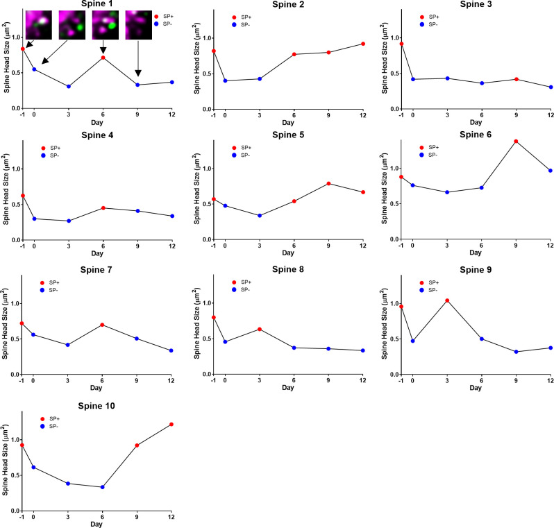 Figure 7—figure supplement 3.