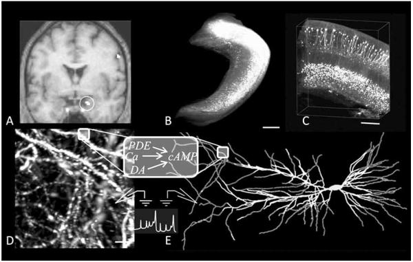 Fig. (1)