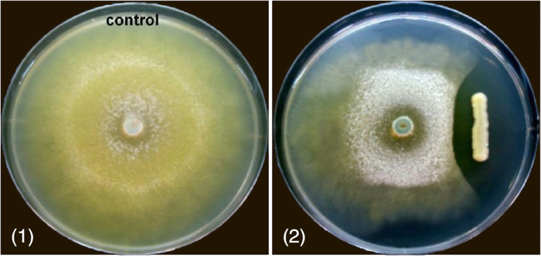 Fig. 10