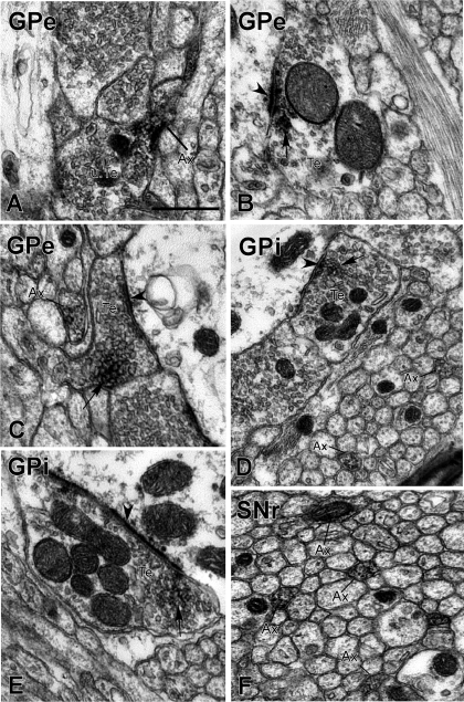 Fig. 5.