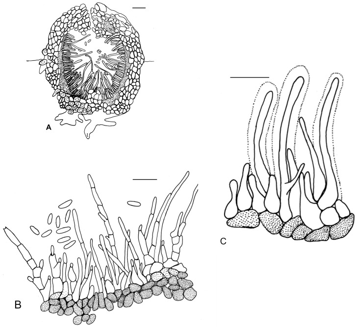 Fig. 6.