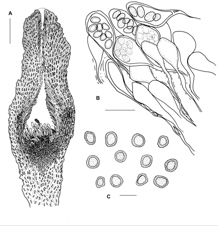 Fig. 5.