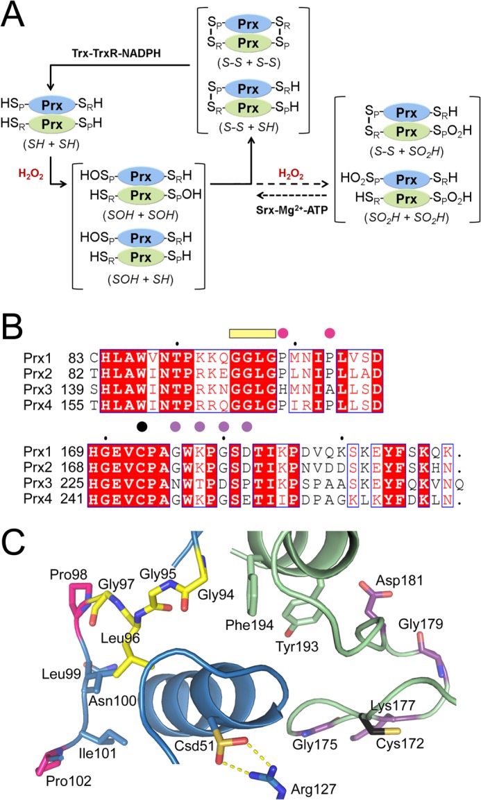 FIGURE 1.