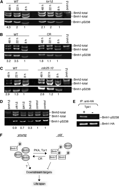 Figure 5.—