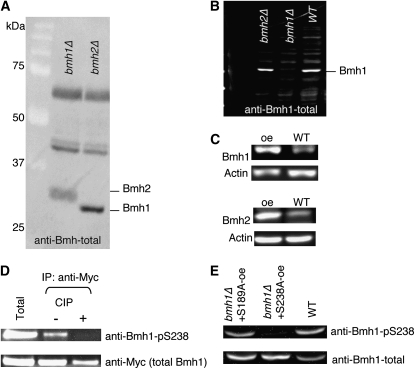 Figure 4.—