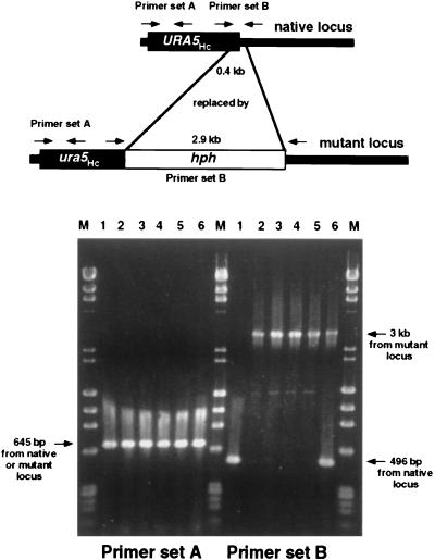 FIG. 5