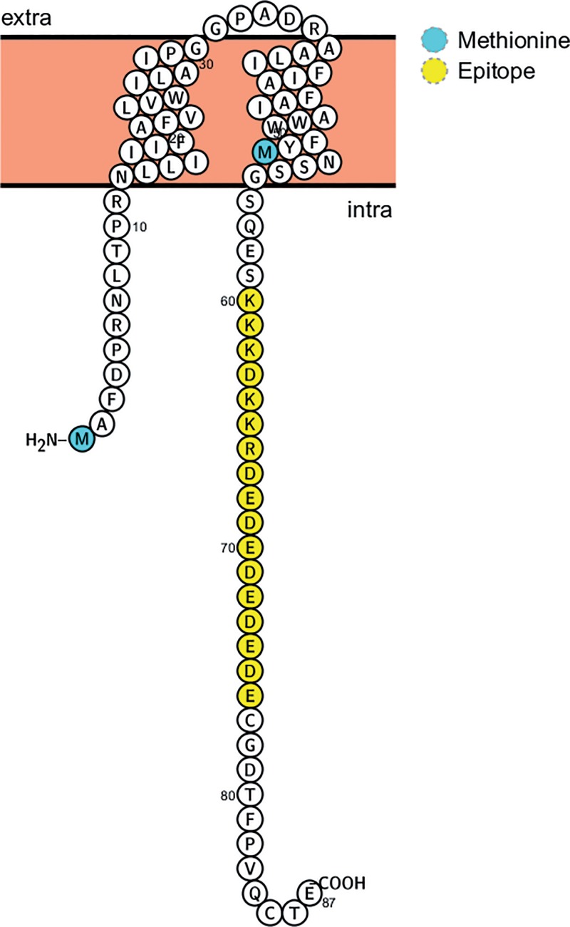 FIG 6