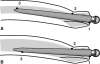 Fig. 1A–B