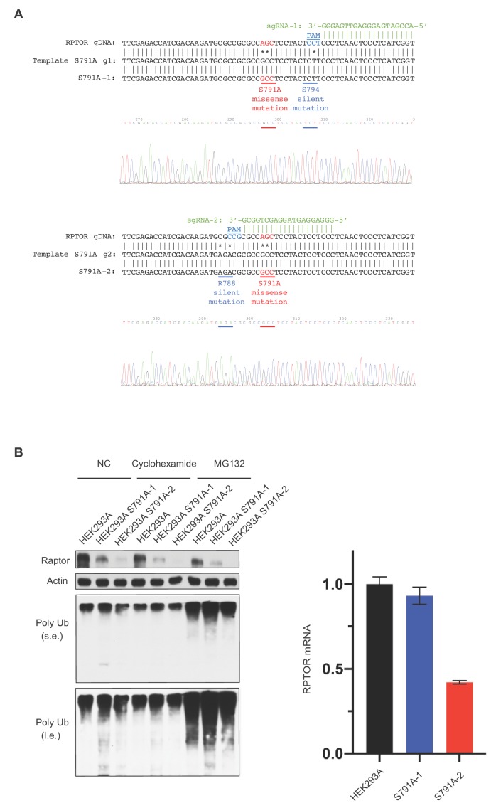 Figure 6—figure supplement 4.