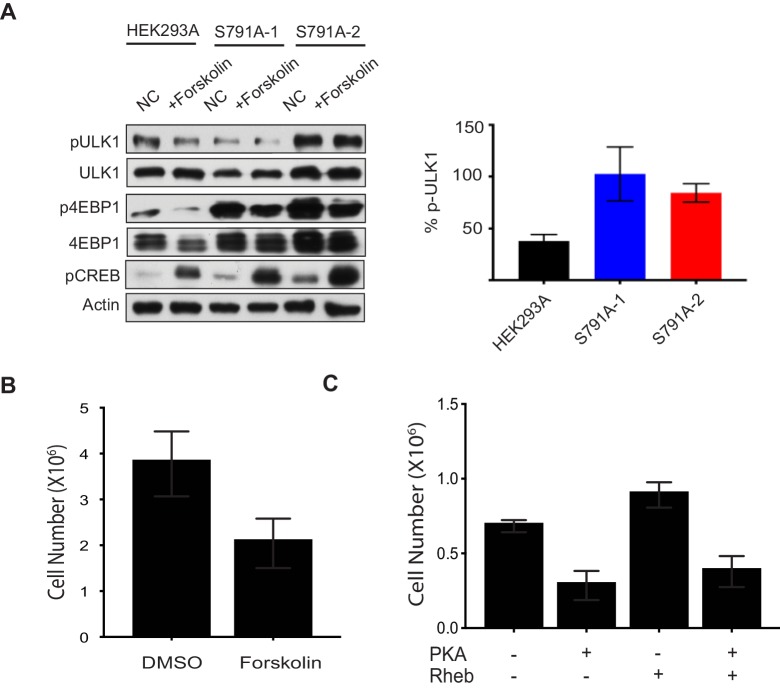 Figure 6—figure supplement 5.