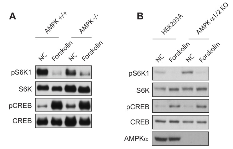 Figure 6—figure supplement 1.