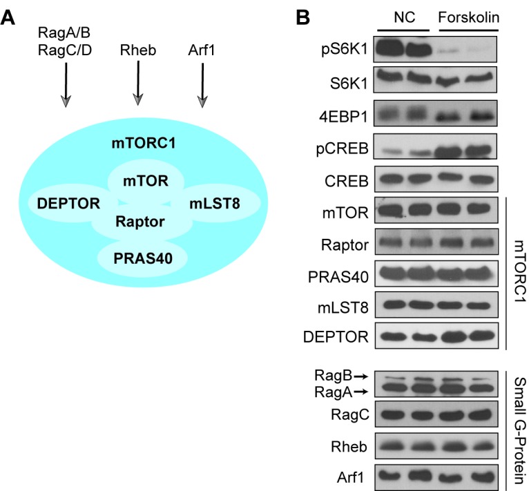 Figure 1—figure supplement 1.