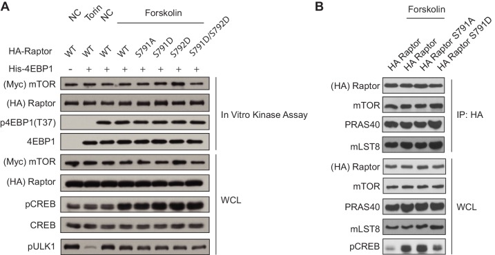 Figure 6—figure supplement 3.