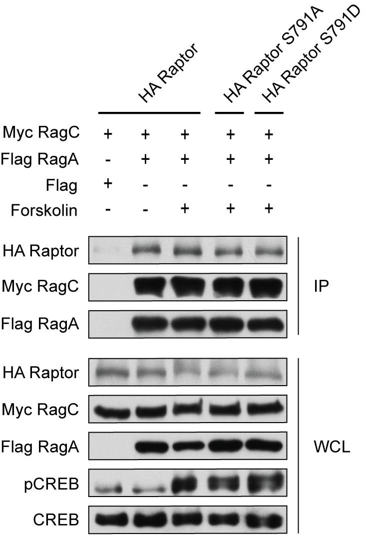 Figure 6—figure supplement 2.