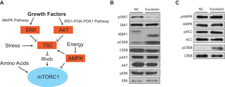 Figure 1—figure supplement 2.