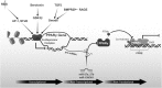 <b>FIG. 6.</b>