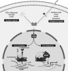 <b>FIG. 2.</b>
