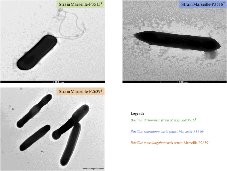 Fig. 3