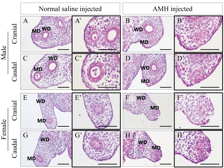 Fig. 7.