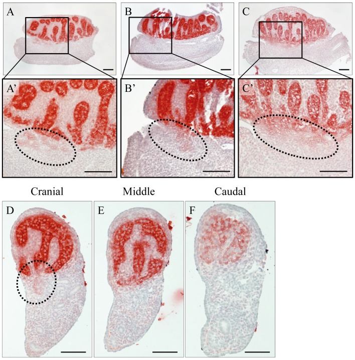 Fig. 5.